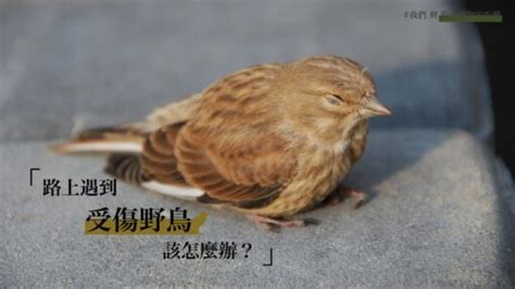 小鳥死掉怎麼處理|路上遇到受傷野鳥該怎麼辦？專訪台北鳥會野鳥救傷中。